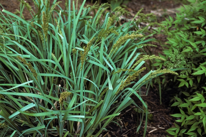 Blue Sedge - Carex glauca from Sloat Gardens