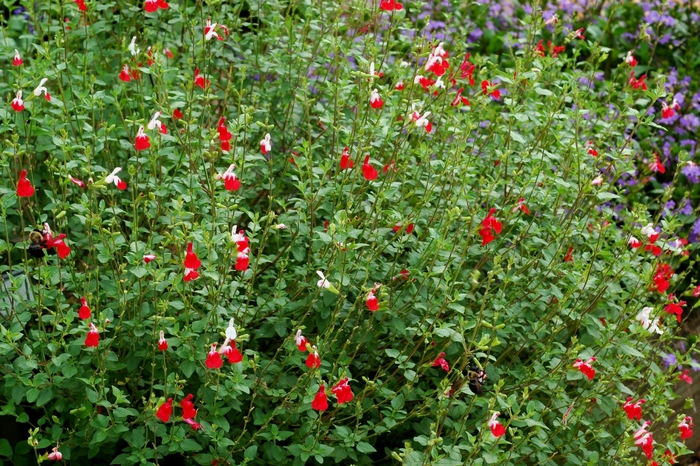 Sage - Salvia microphylla 'Hot Lips' from Sloat Gardens