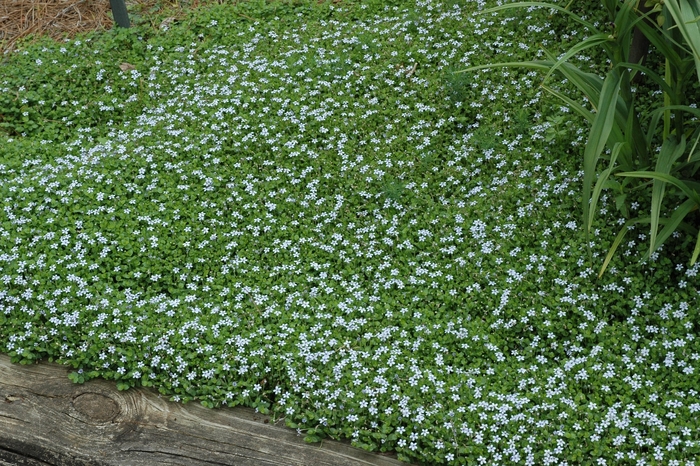 Blue Star Creeper - Laurentia fluviatilis from Sloat Gardens