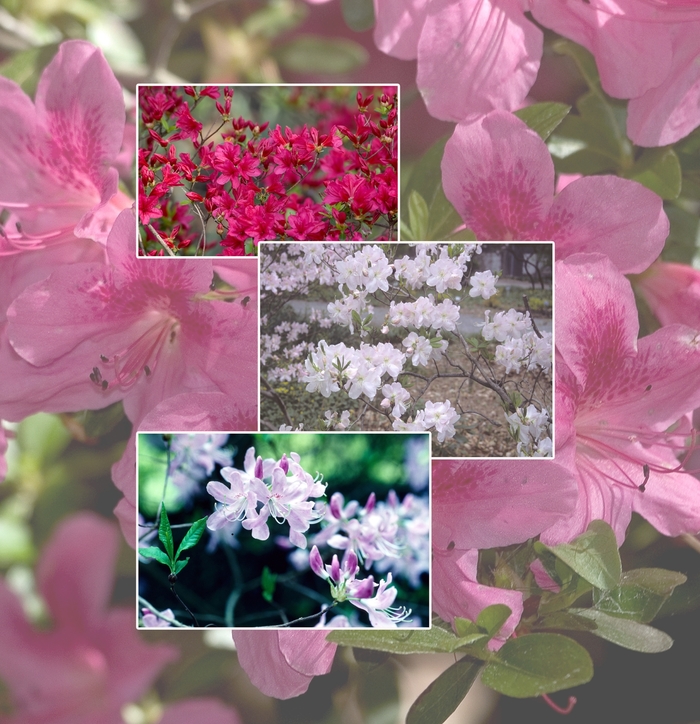Azalea - Multiple Varieties from Sloat Gardens