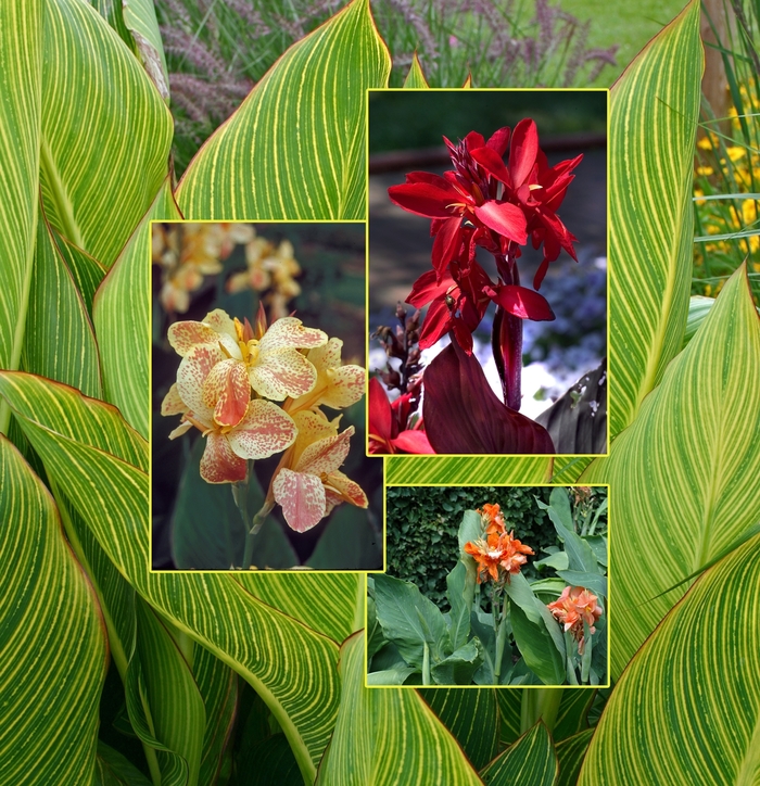 Canna Lily - Multiple Varieties from Sloat Gardens