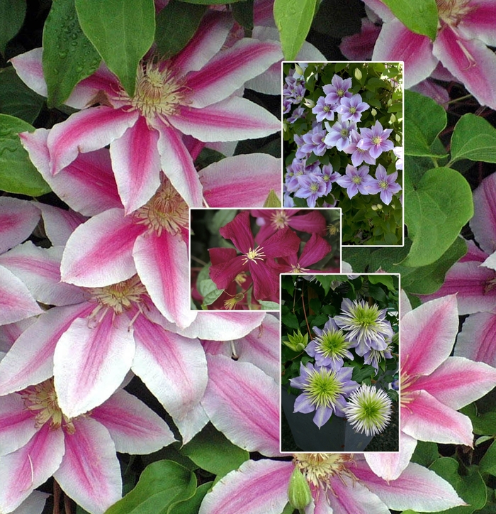 Clematis - Multiple Varieties from Sloat Gardens