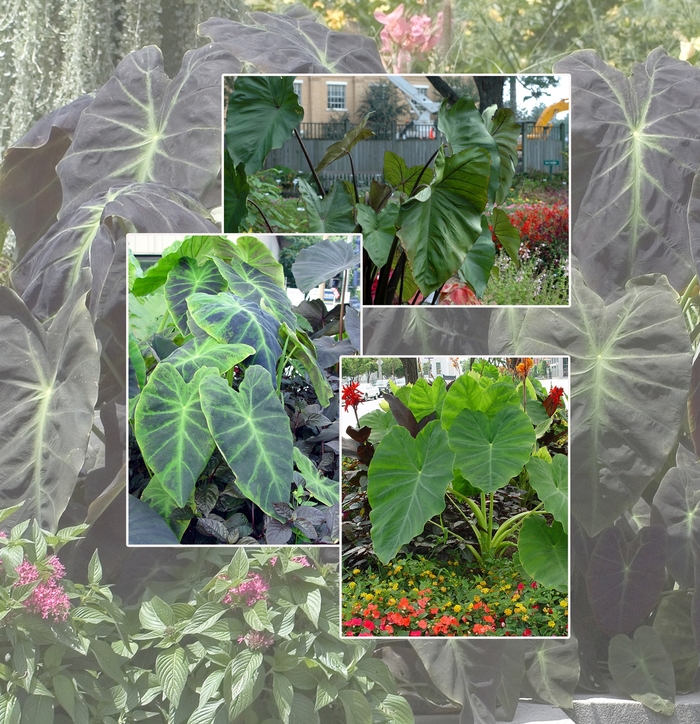 Colocasia - Elephant's Ear - Multiple Varieties from Sloat Gardens