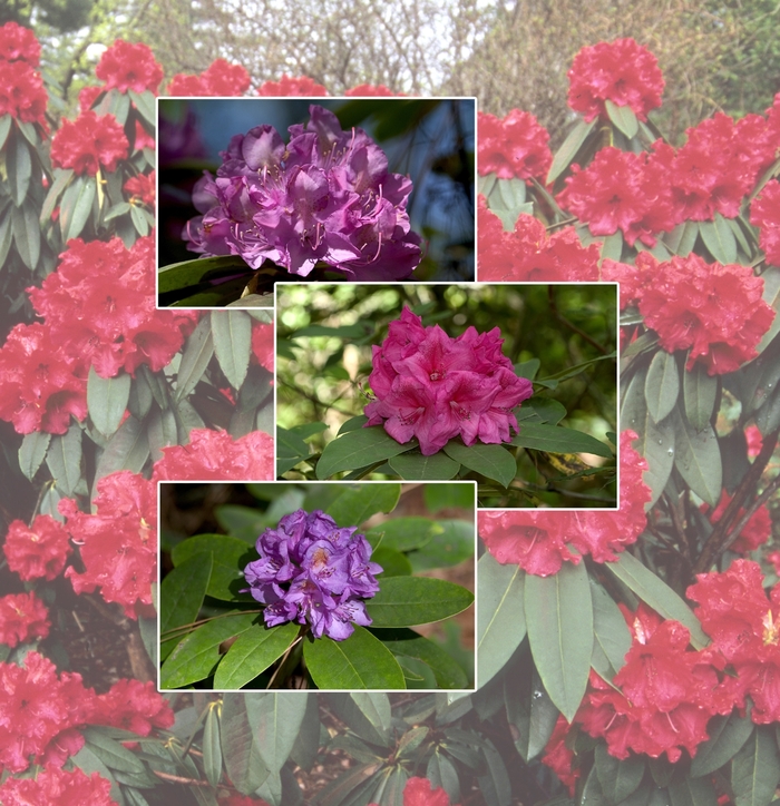 Rhododendron - Multiple Varieties from Sloat Gardens