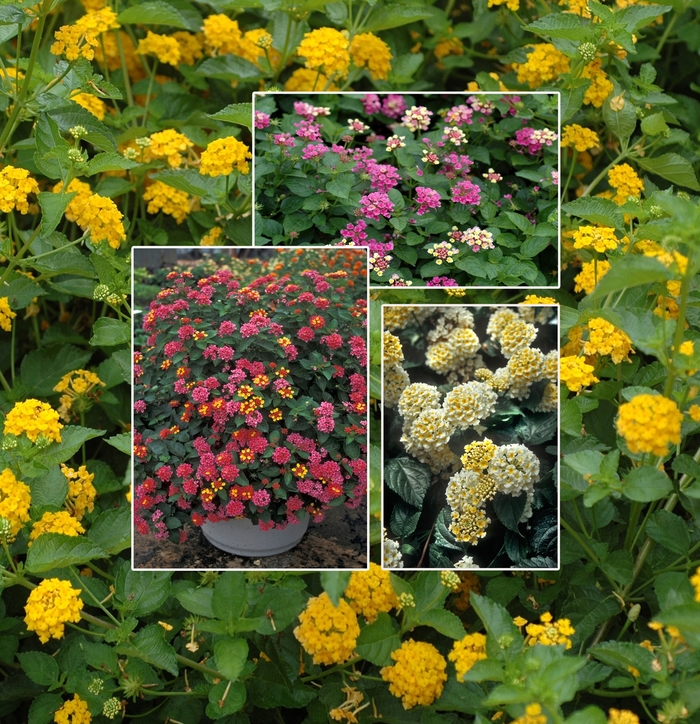 Lantana - Multiple Varieties from Sloat Gardens