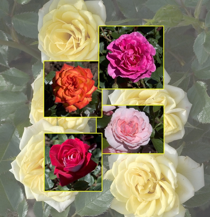Rose - Rosa Multiple Varieties from Sloat Gardens