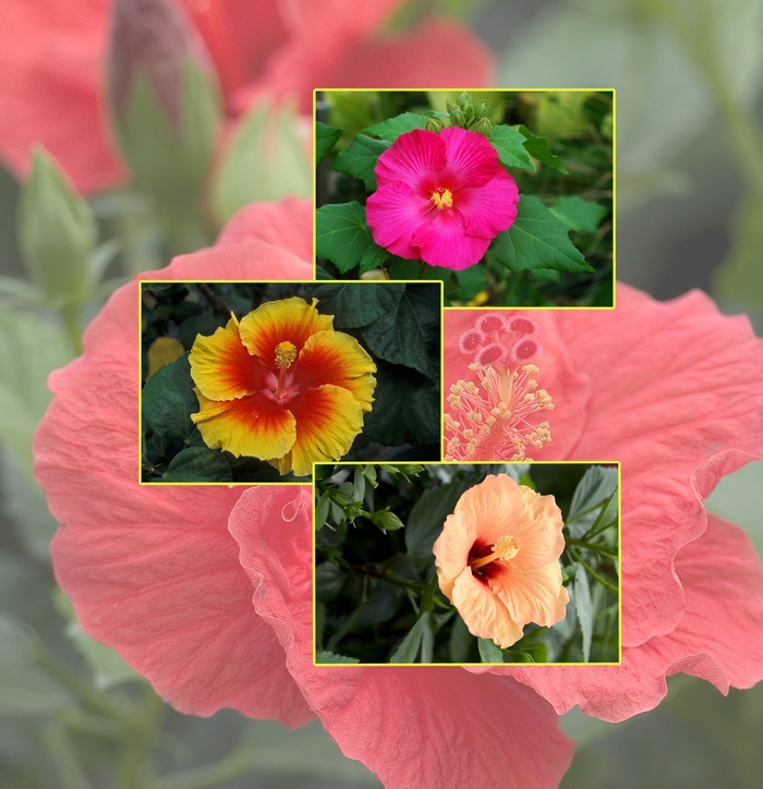 Hibiscus - Multiple Varieties from Sloat Gardens