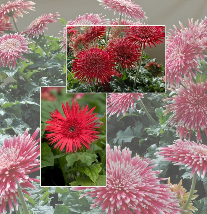 Gerber Daisy - Gerbera jamesonii Multiple Varieties from Sloat Gardens