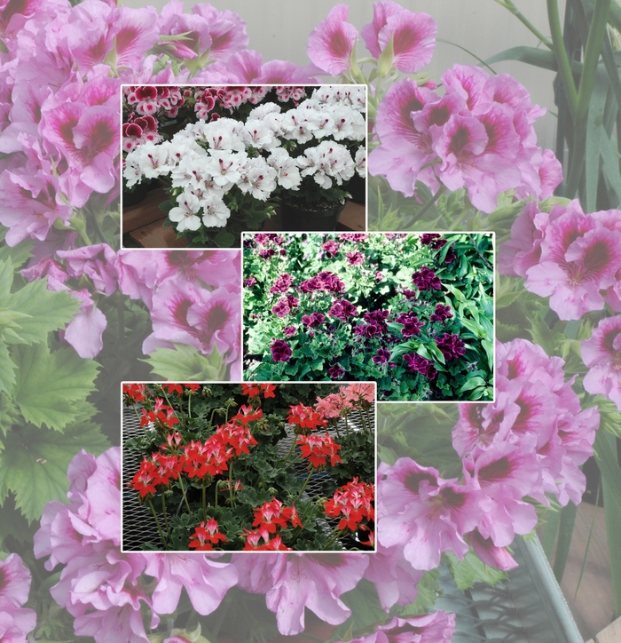 Martha Washington Geranium - Pelargonium Multiple Varieties from Sloat Gardens