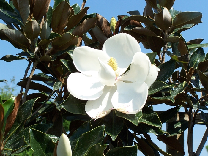 Little Gem Southern Magnolia - Magnolia grandiflora 'Little Gem' from Sloat Gardens