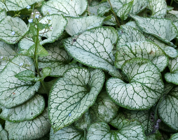 Jack Frost Bugloss - Brunnera macrophylla 'Jack Frost' from Sloat Gardens