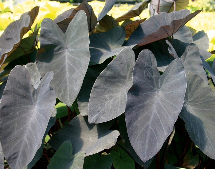 Black Elephant Ear - Colocasia esculenta 'Black Magic' from Sloat Gardens
