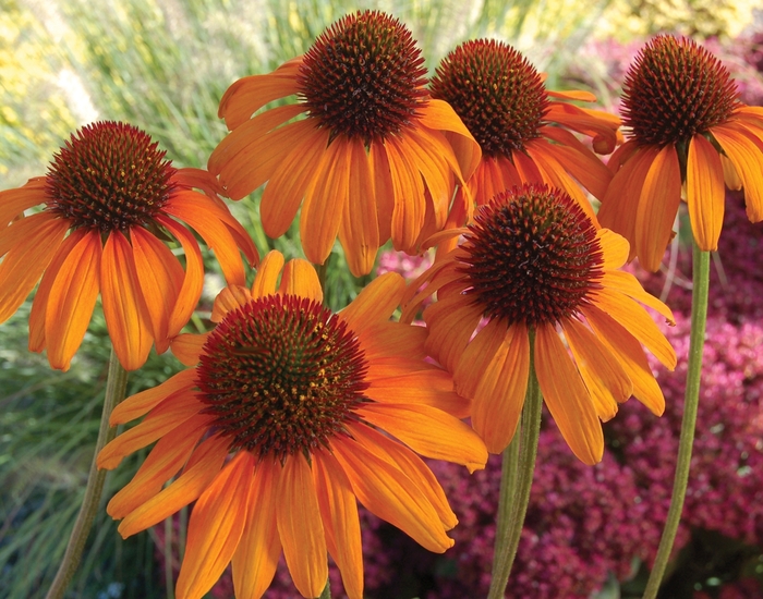 Coneflower - Echinacea purpurea 'Tiki Torch' from Sloat Gardens