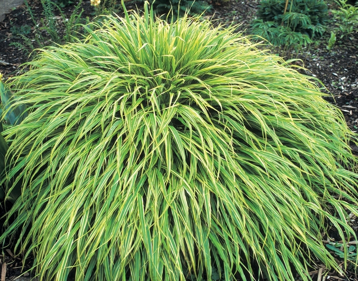 Japanese Forest Grass - Hakonechloa macra 'Albo-Striata' from Sloat Gardens