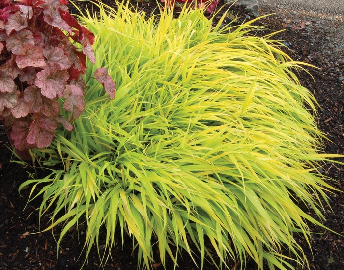 Japenese Forest Grass - Hakonechloa macra 'All Gold' from Sloat Gardens
