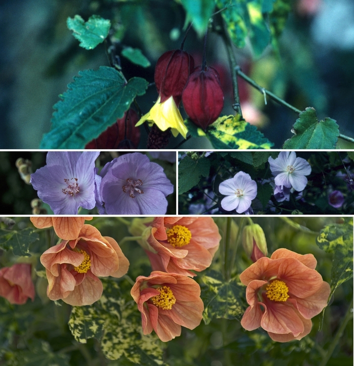 Flowering Maple - Abutilon Multiple Varieties from Sloat Gardens