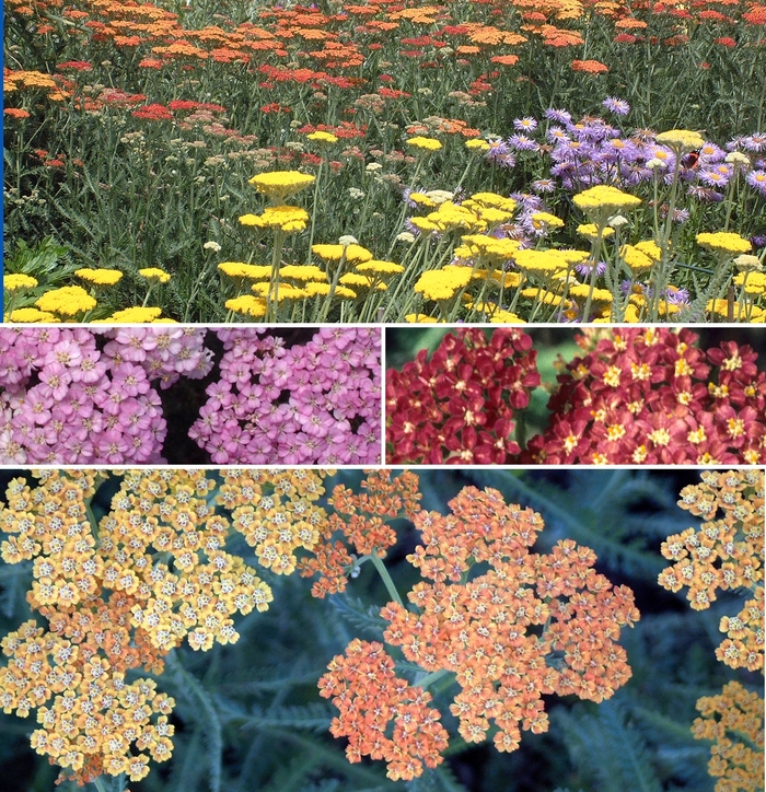 Yarrow - Achillea - Multiple Varieties from Sloat Gardens