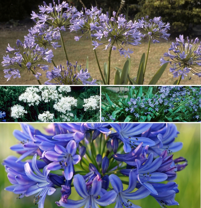 Lily of the Nile - Agapanthus - Multiple Varieties from Sloat Gardens
