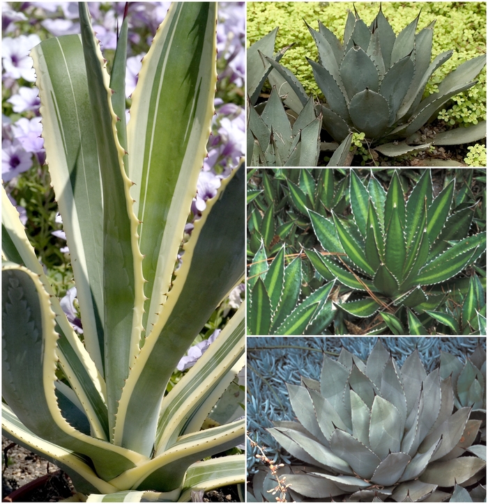 Agave - Multiple Varieties from Sloat Gardens