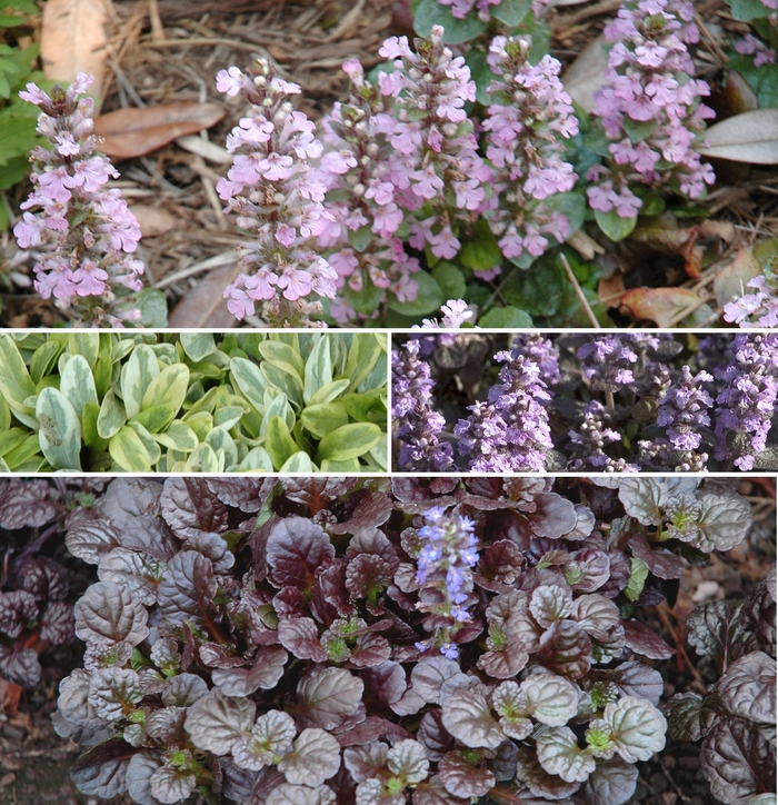 Ajuga reptans - Multiple Varieties from Sloat Gardens