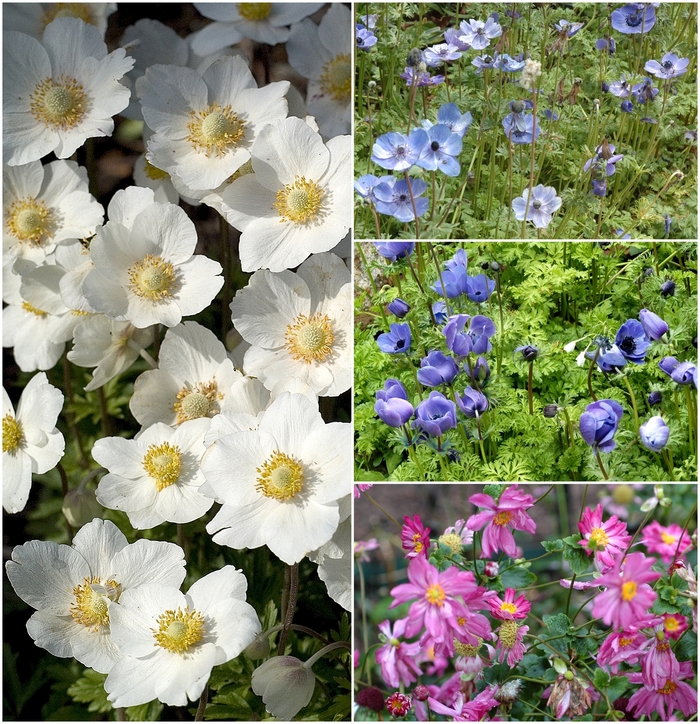 Anemone - Windflowers - Multiple Varieties from Sloat Gardens