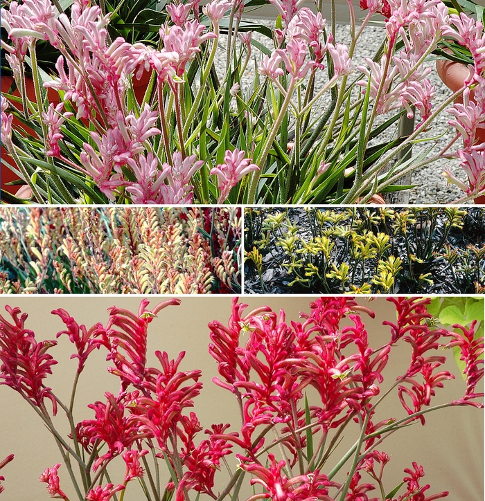 Kangaroo Paws - Anigozanthos - Multiple Varieties from Sloat Gardens