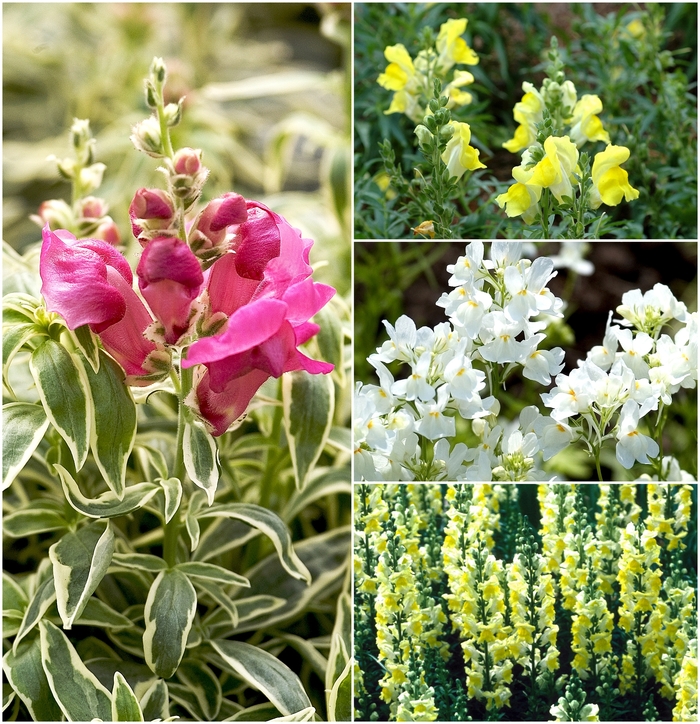 'Multiple Varieties' Snapdragon - Antirrhinum from Sloat Gardens