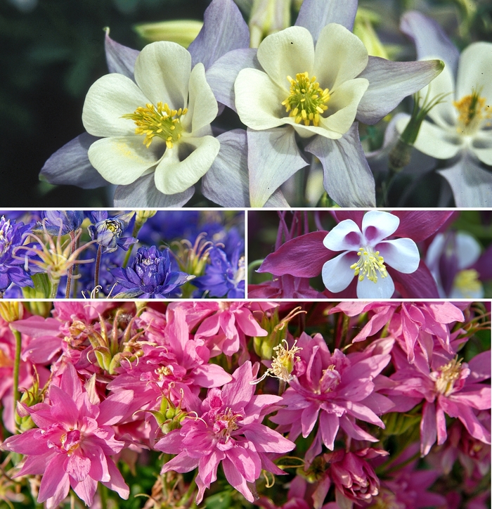 Columbine - Aquilegia - Multiple Varieties from Sloat Gardens