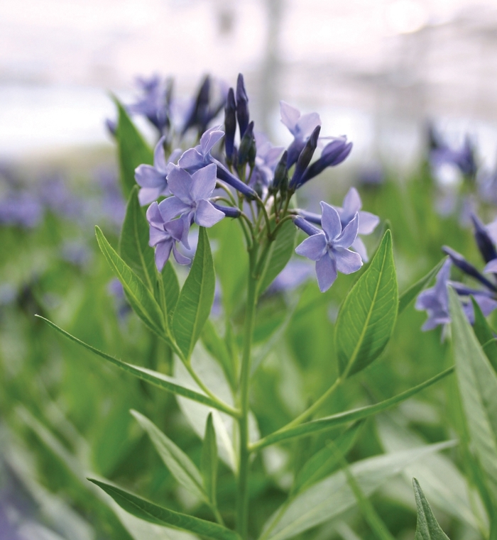 Blue Star - Amsonia 'Blue Ice' from Sloat Gardens
