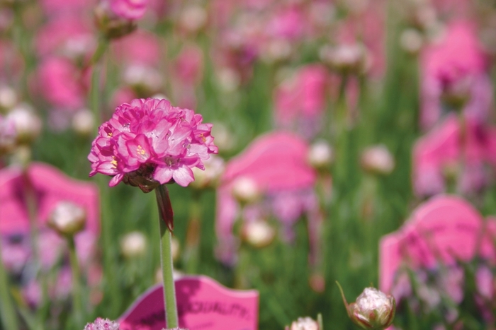 Splendid Sea Thrift - Armeria maritima 'Splendens' from Sloat Gardens