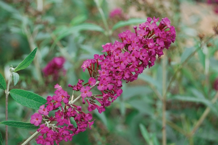 Butterfly Bush - Buddleia davidii 'Royal Red' from Sloat Gardens