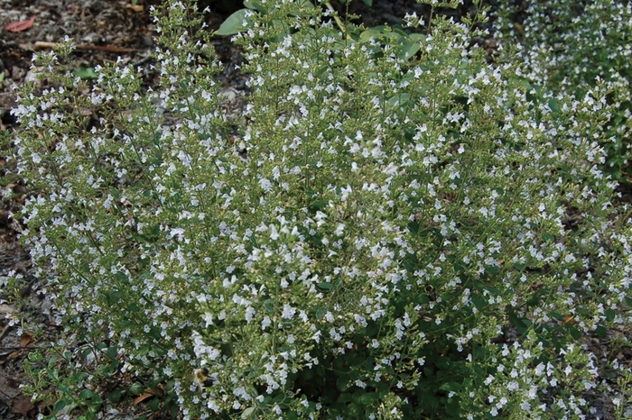 Cat Mint - Calamintha nepeta from Sloat Gardens