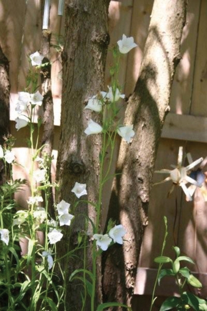 Peachleaf Bellflower - Campanula persicifolia 'Alba' from Sloat Gardens