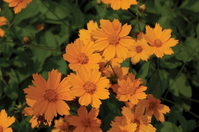 Dwarf-Eared Coreopsis - Coreopsis auriculata 'Nana' from Sloat Gardens