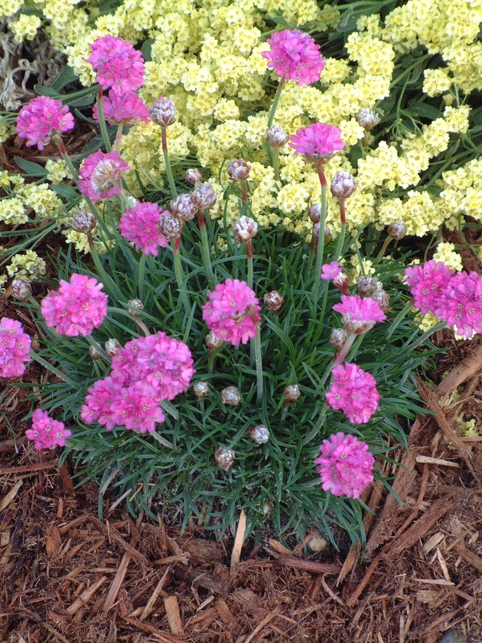 Thrift - Armeria maritima 'Bloodstone' from Sloat Gardens