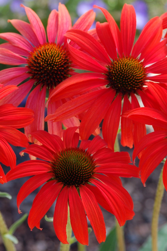 Coneflower - Echinacea 'Tomato Soup' from Sloat Gardens