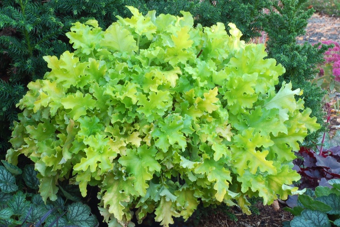 Lime Marmalade Coral Bell - Heuchera 'Lime Marmalade' from Sloat Gardens