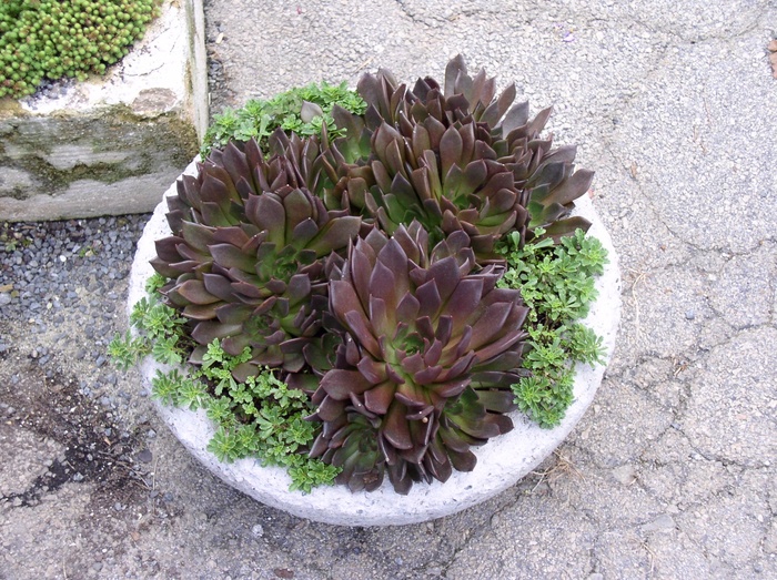 Black Prince - Echeveria 'Black Prince' from Sloat Gardens