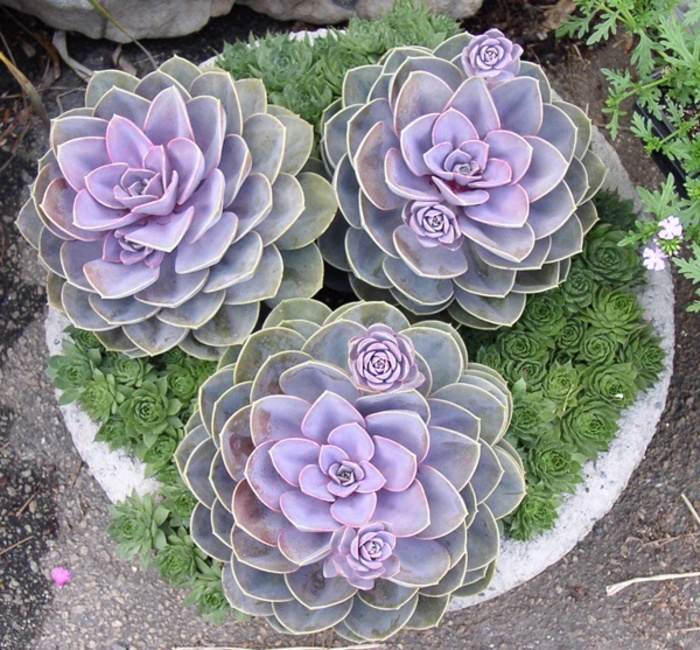 Echeveria 'Perle von Nuremberg' - from Sloat Gardens