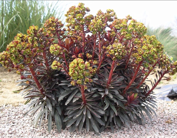 Purple Spurge - Euphorbia 'Blackbird' from Sloat Gardens
