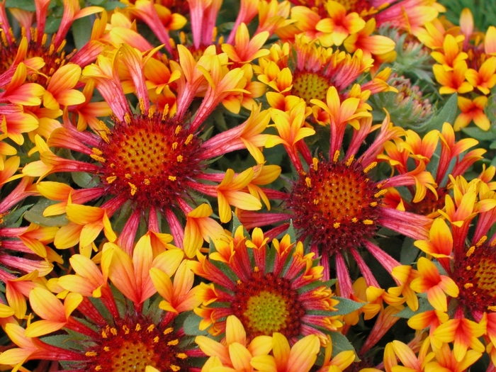Blanket Flower - Gaillardia 'Fanfare' from Sloat Gardens