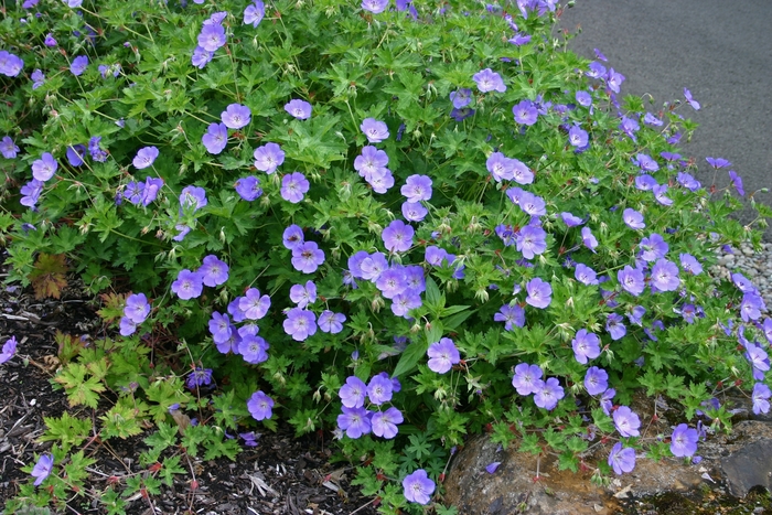 Geranium 'Rozanne' - Geranium 'Rozanne' from Sloat Gardens