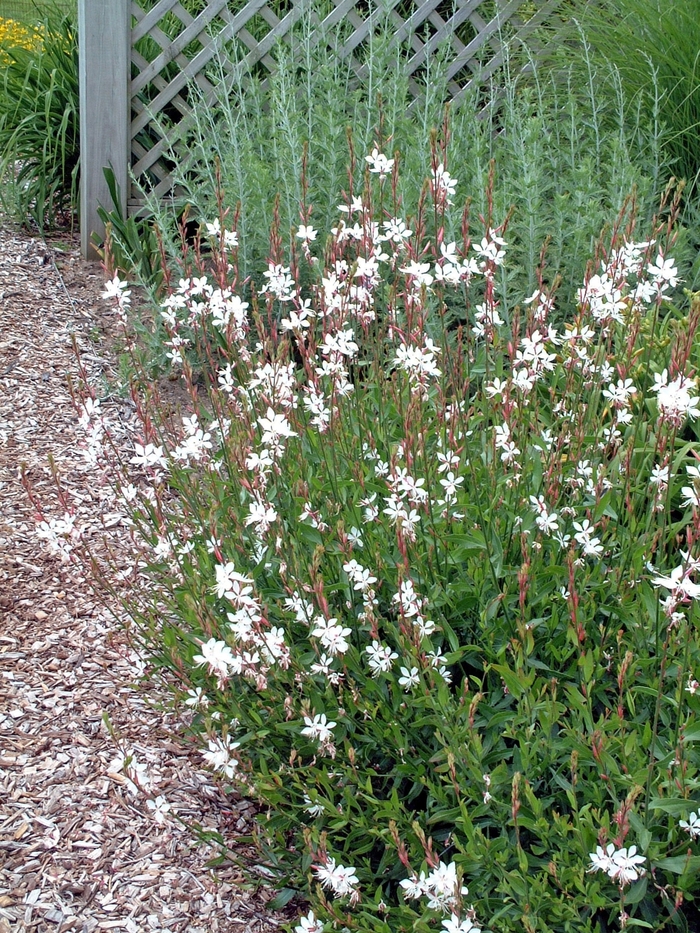 Whirling Butterflies - Gaura lindheimeri from Sloat Gardens