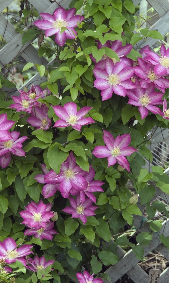 Asao Clematis - Clematis 'Asao' from Sloat Gardens