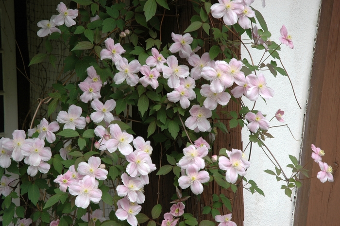 Montana Clematis - Clematis montana 'Rubrum' from Sloat Gardens