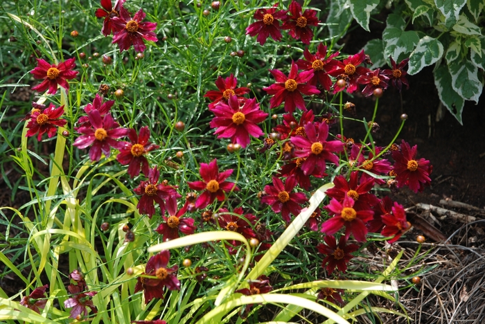 Coreopsis - Coreopsis 'Limerock Ruby' from Sloat Gardens