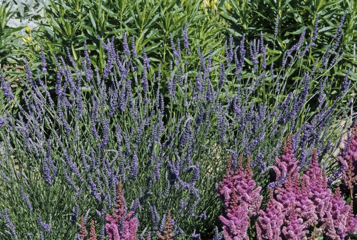 French hybrid Lavender - Lavendula intermedia 'Grosso' from Sloat Gardens