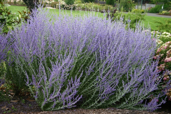 Russian Sage - Perovskia atriplicifolia from Sloat Gardens