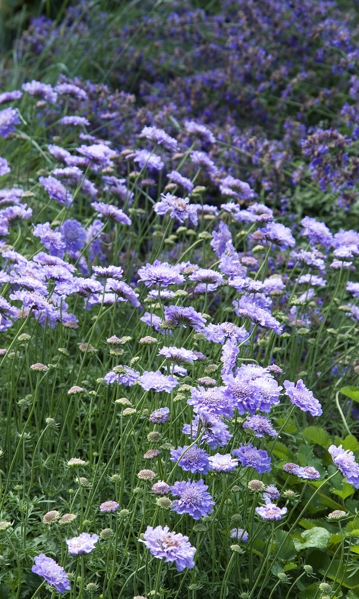 Pincushion Flower - Scabiosa columbaria 'Butterfly Blue' from Sloat Gardens Pincushion Flower - Scabiosa columbaria 'Butterfly Blue' from Sloat Gardens