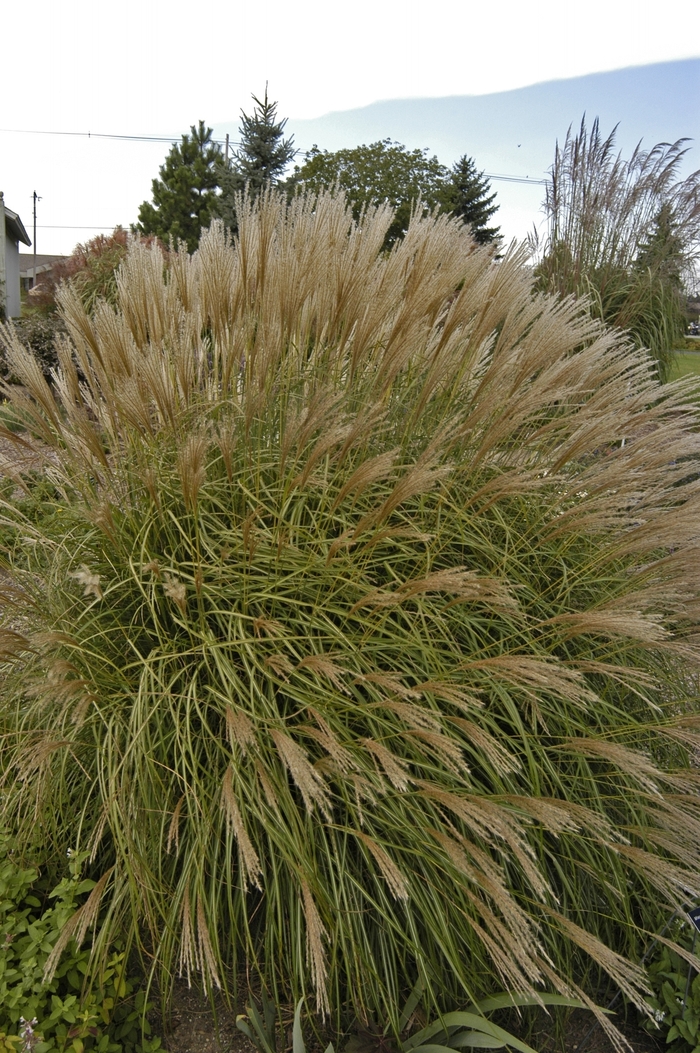 Dwarf Japanese Silver Grass - Miscanthus sinensis ''Adagio'' from Sloat Gardens